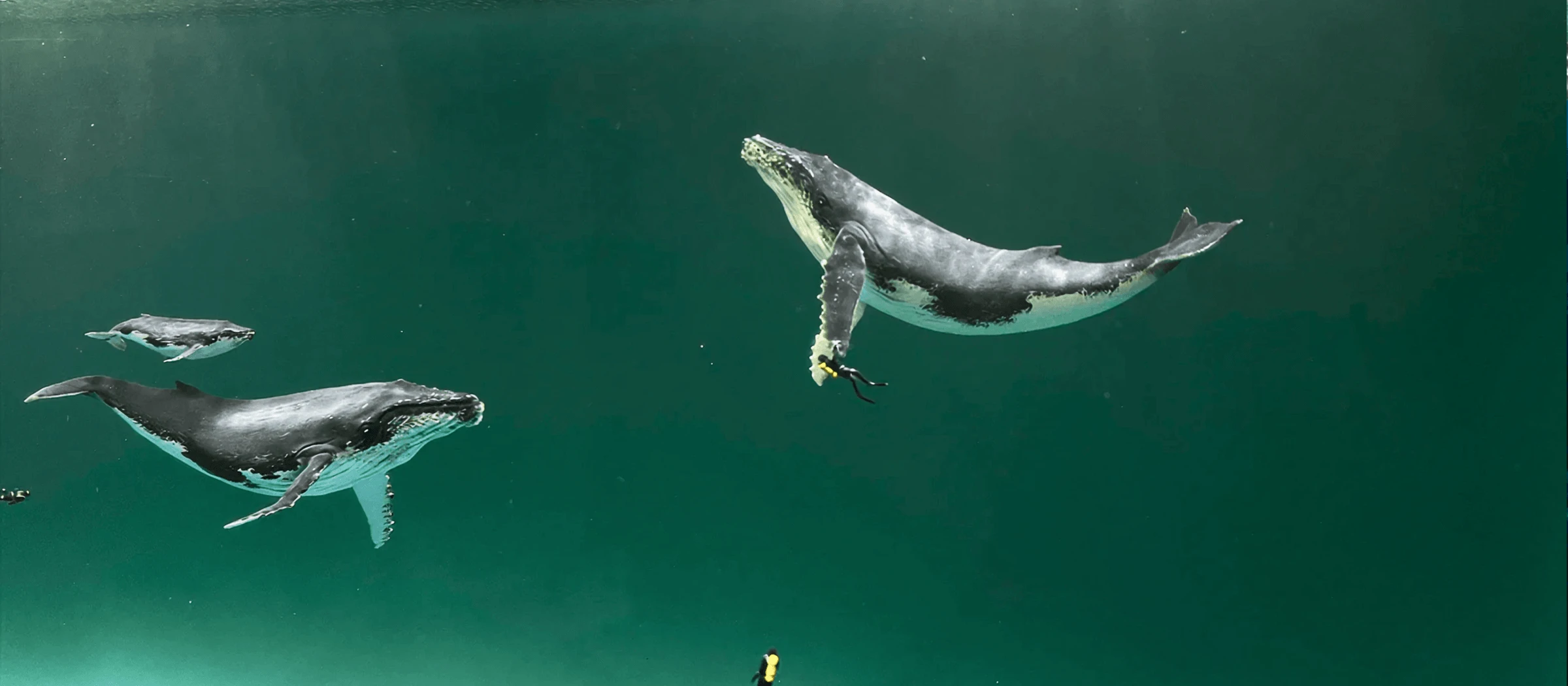 Как делать объёмные заливки из эпоксидной смолы по 100 литров: технология послойной заливки